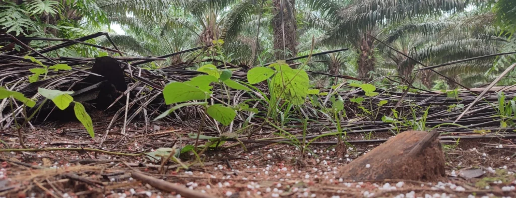 Pérdidas de nutrientes por lixiviación y escorrentía en palma de aceite