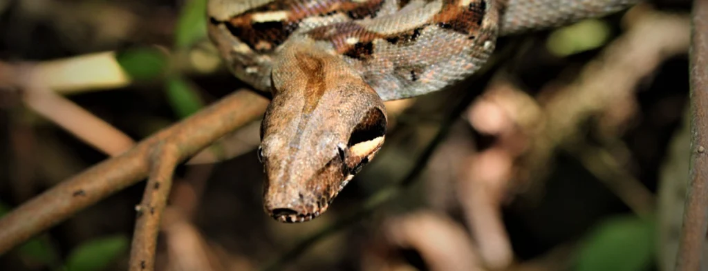 Boa constrictora