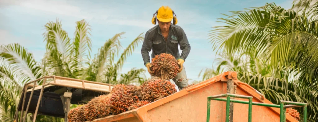 La producción de aceite de palma supera el millón de toneladas en lo corrido del año