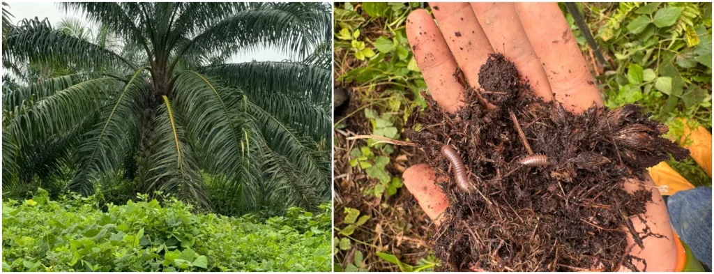 La palmicultura regenerativa