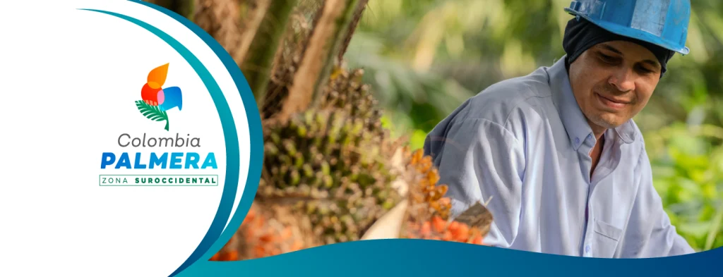 La palma de aceite en Colombia sí es un negocio a largo plazo