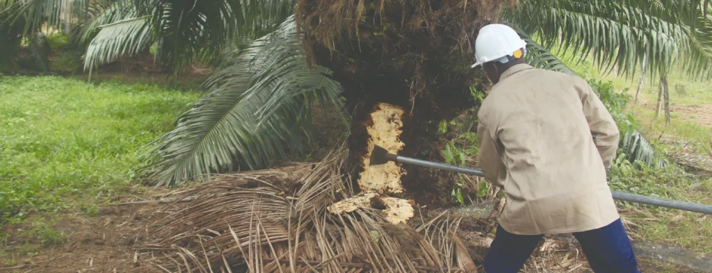 Tres pudriciones amenazan los buenos pronósticos del híbrido OxG