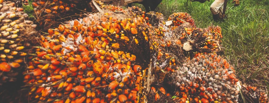 La producción mensual de aceite de palma se ha mantenido estable