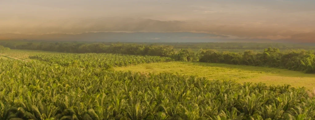 En qué va el Acuerdo Cero Deforestación en la cadena de aceite de palma