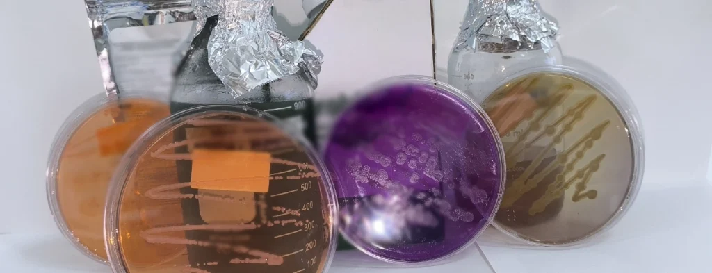 Verificación de la viabilidad celular en biofertilizantes elaborados con microorganismos promotores de crecimiento vegetal