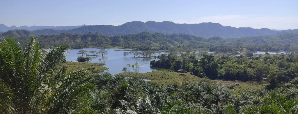 Monitoreo histórico satelital determina que el 99 % del sector palmicultor en Colombia está libre de deforestación