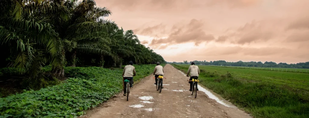 ¿Quiénes son y cómo viven los palmicultores colombianos?