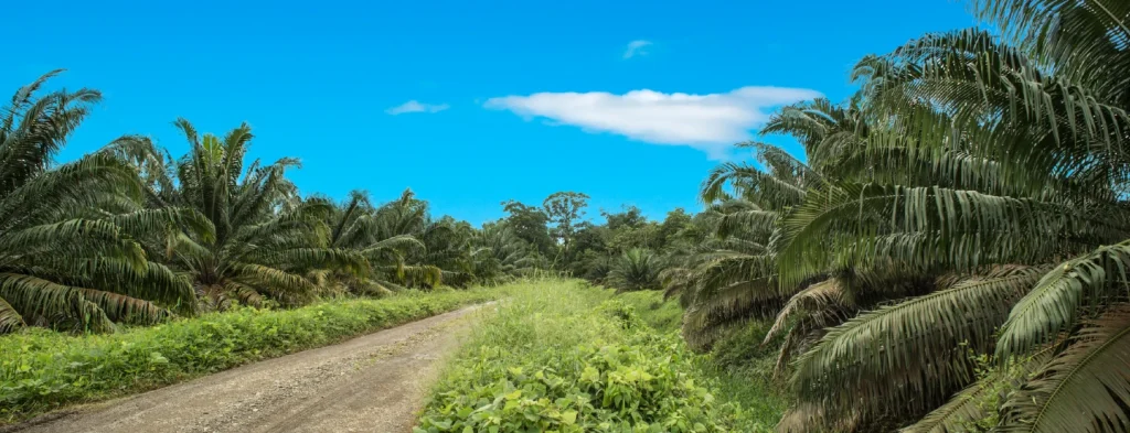 Fedepalma pide mayores garantías de seguridad para el sector rural de Colombia