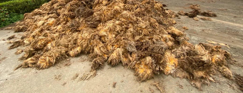 Pretratamientos para la biomasa de palma, ¿cómo reducir el crecimiento de microorganismos?