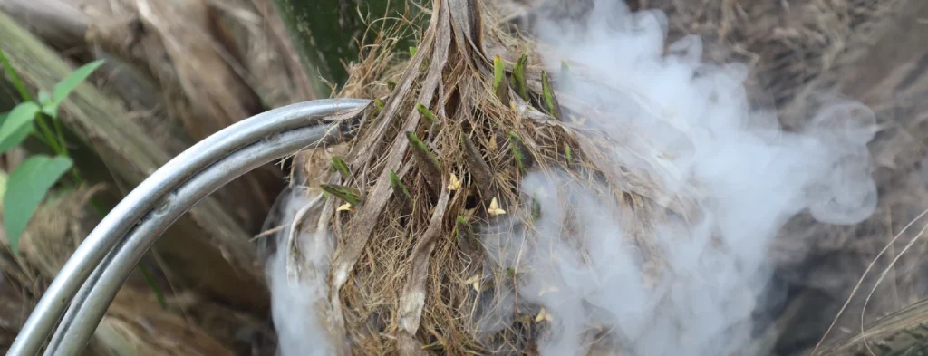 ¿Y si no se abren brácteas pedunculares en el proceso de polinización artificial?