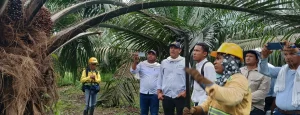 Buenos frutos en la ejecución del fortalecimiento del servicio de asistencia técnica en el sector palmero