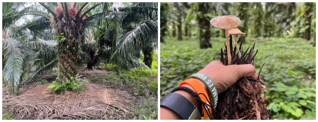 Segunda entrega: la palmicultura regenerativa, enfoques y prácticas asociadas