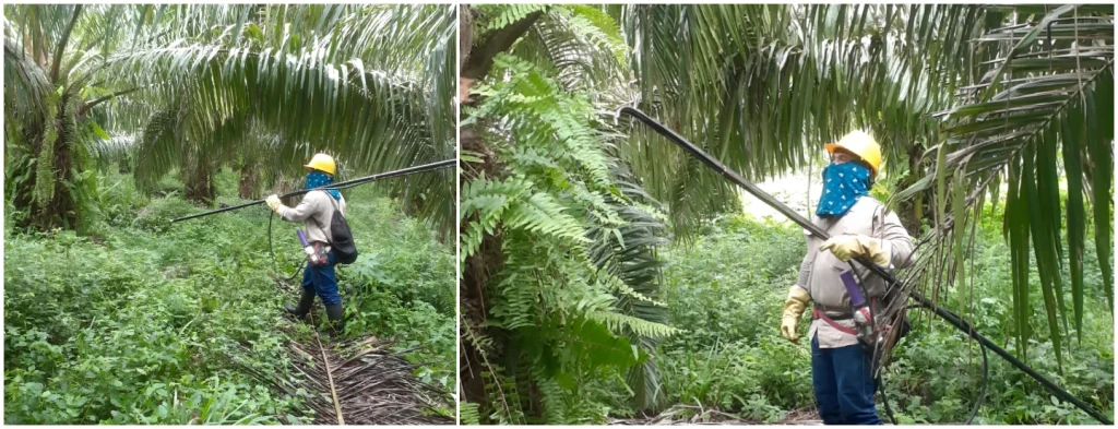 Validación de la polinización artificial con ácido α- naftalenacético en cultivares Elaeis guineensis en Palmas Montecarmelo S. A.