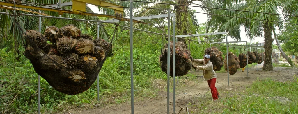 La producción de aceite de palma supera los 1,3 millones de toneladas al cierre del tercer trimestre de 2024