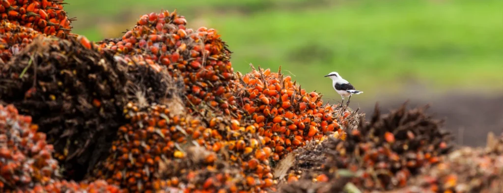 Grupo Daabon es reconocida como la mejor empresa de aceite de palma del mundo según el ranking SPOTT