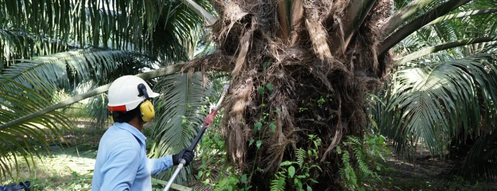 Productividad laboral: impacto del uso de herramientas motorizadas sobre el rendimiento de la mano de obra en la labor de poda en cultivares híbridos interespecíficos OxG
