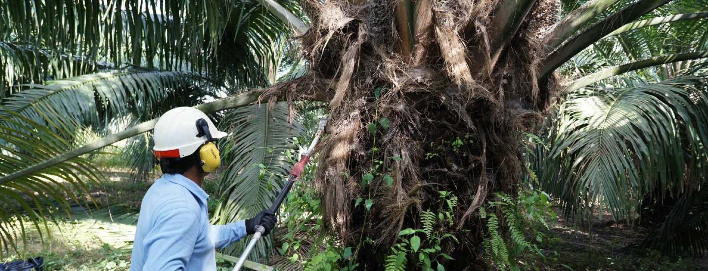 Productividad laboral: impacto del uso de herramientas motorizadas sobre el rendimiento de la mano de obra en la labor de poda en cultivares híbridos interespecíficos OxG