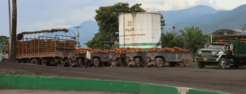 En octubre 2024, la producción de aceite de palma tuvo un repunte por encima de lo observado en los últimos meses