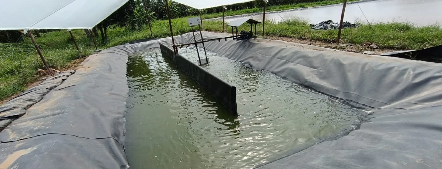 Reactores Raceway y microalgas