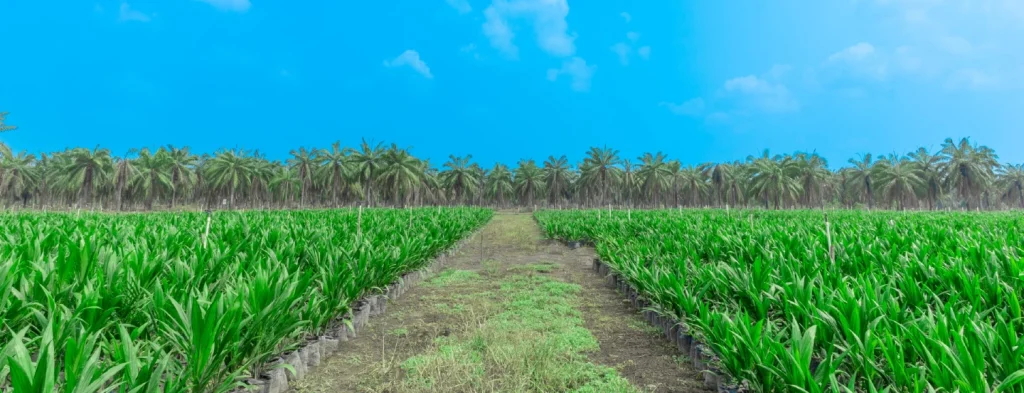 Atentos a las predicciones fenómeno El Niño para el mes de noviembre