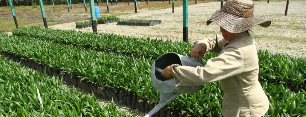 Una mirada al panorama de la mujer en la palmicultura colombiana