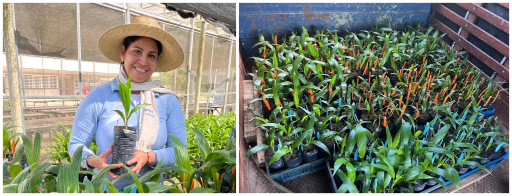 Tecnopalma entrega sus primeros clones resistentes a la PC