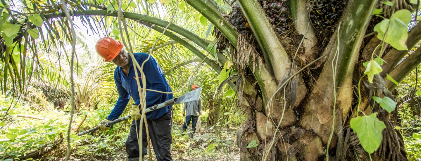 Rendimiento laboral en la cosecha de palma de aceite