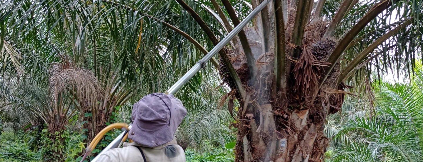 Polinización artificial con el Ácido Naftalenacético