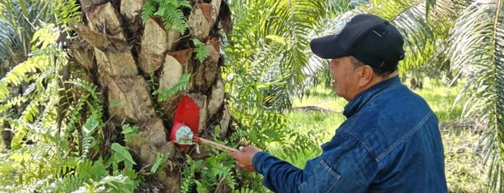 Palmas del Cesar y Alianza Team promueven proyecto de Agricultura Regenerativa en el sur del Cesar