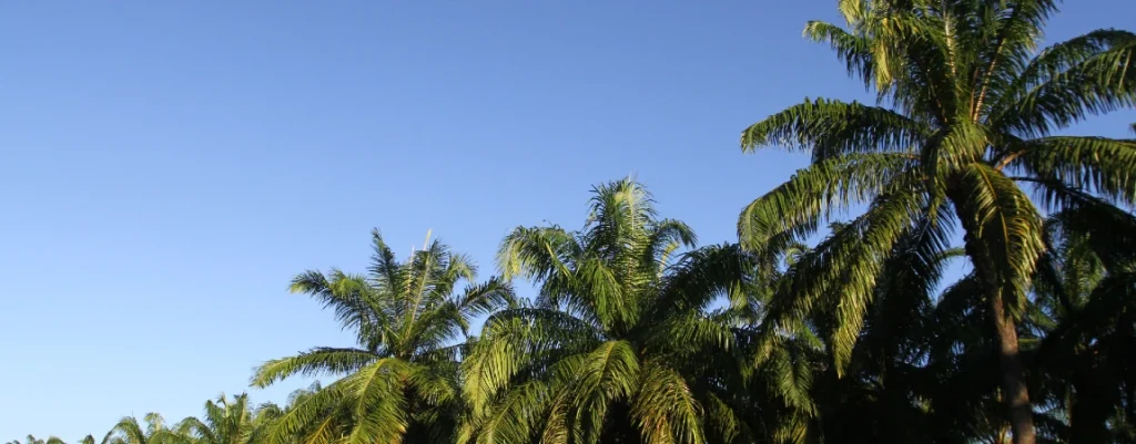 Condiciones previstas para diciembre 2024 y enero 2025