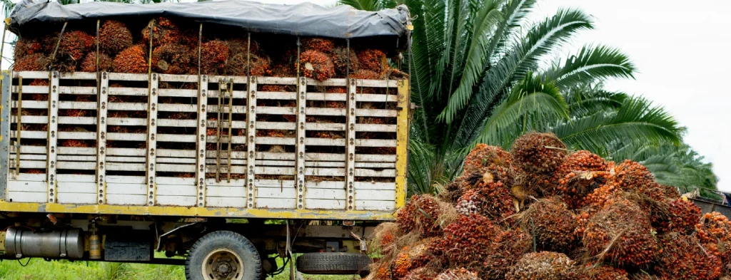 La producción de aceite de palma alcanza los 1,6 millones de toneladas a noviembre de 2024