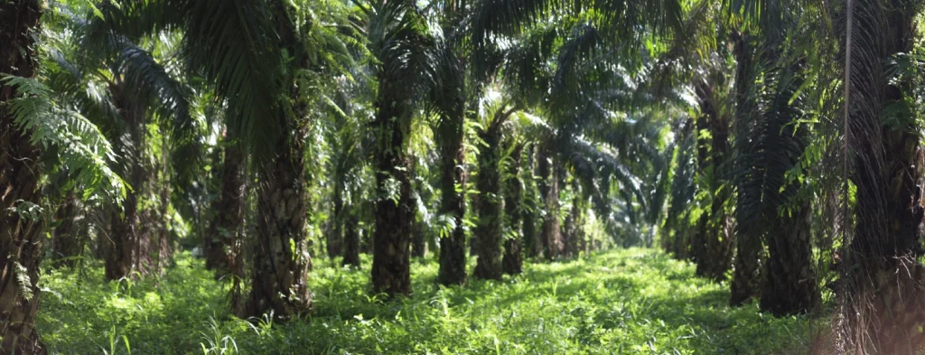 Sector palmero colombiano continuará siendo un motor de desarrollo sostenible en 2025