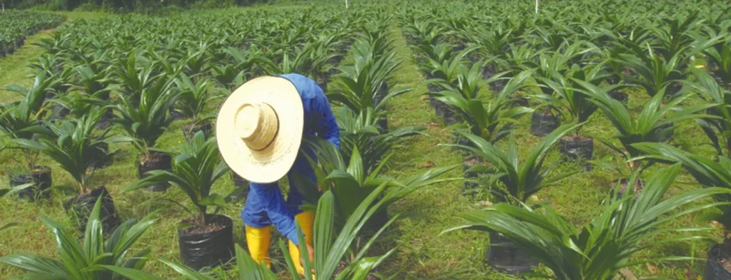 Vulnerabilidad climática, factor clave en el incremento de la pudrición del cogollo