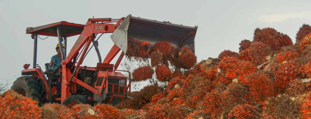 La producción de aceite de palma fue de 1,72 millones de toneladas en 2024