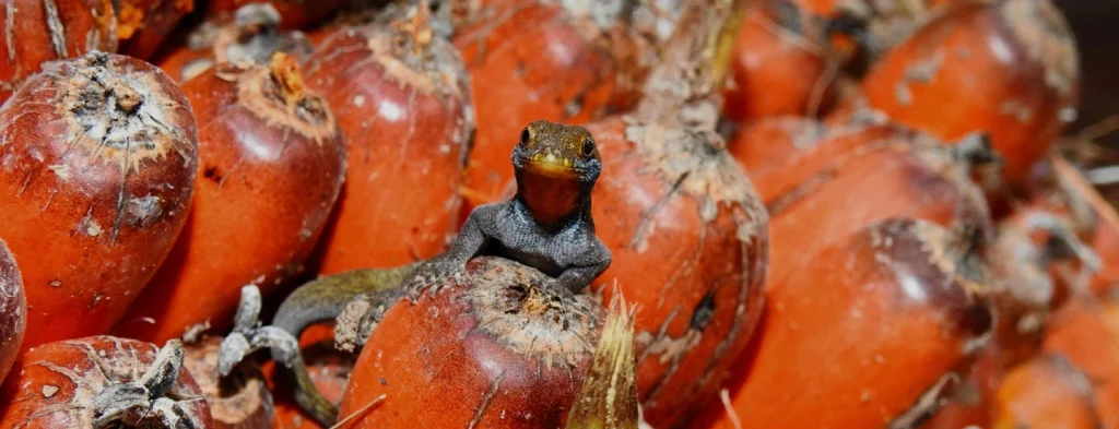 Principales resultados en sostenibilidad del sector palmero colombiano 2023