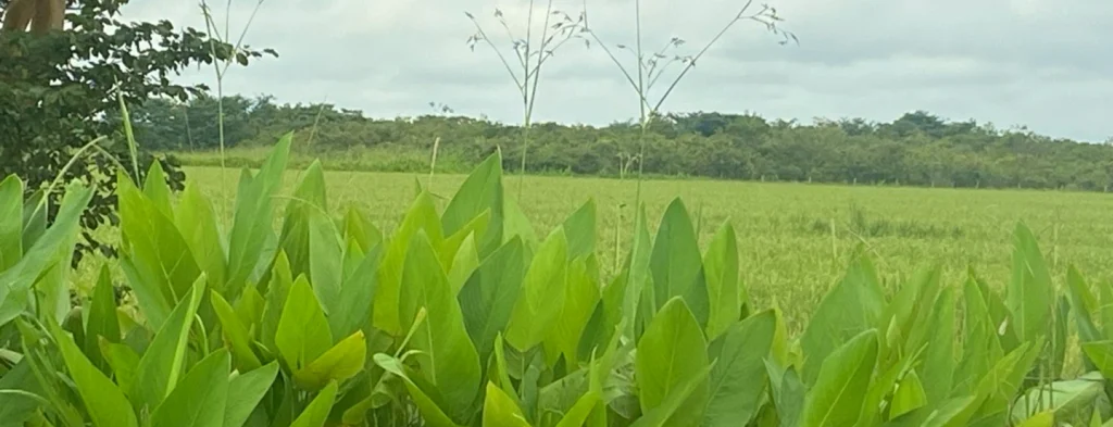 Filtros verdes como tratamiento terciario de efluentes provenientes del procesamiento de palma de aceite