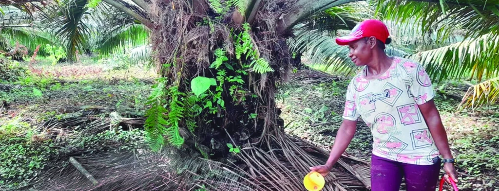 Decidido apoyo a palmicultores de menor escala, el objetivo: la sostenibilidad