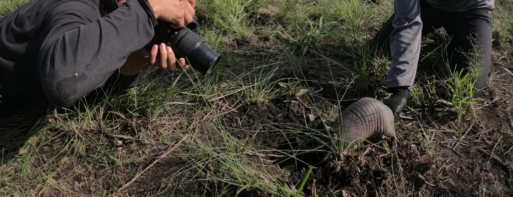Plantaciones de palma de aceite son aliados clave para la conservación de los armadillos en los Llanos Orientales