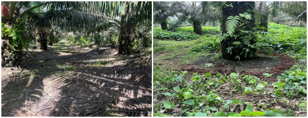 palmicultura regenerativa, el valor del reciclaje de la biomasa producida por la palma de aceite