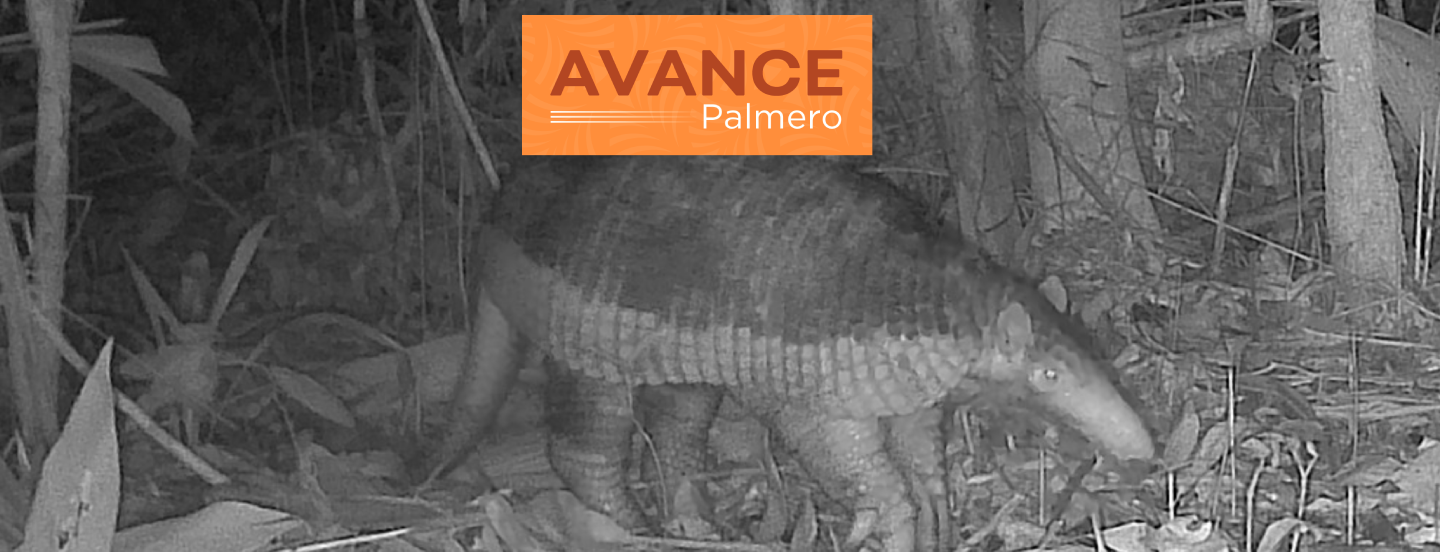 En una nueva exploración de biodiversidad, Poligrow registra el avistamiento de 9 especies en la finca Macondo, en Mapiripán, Meta