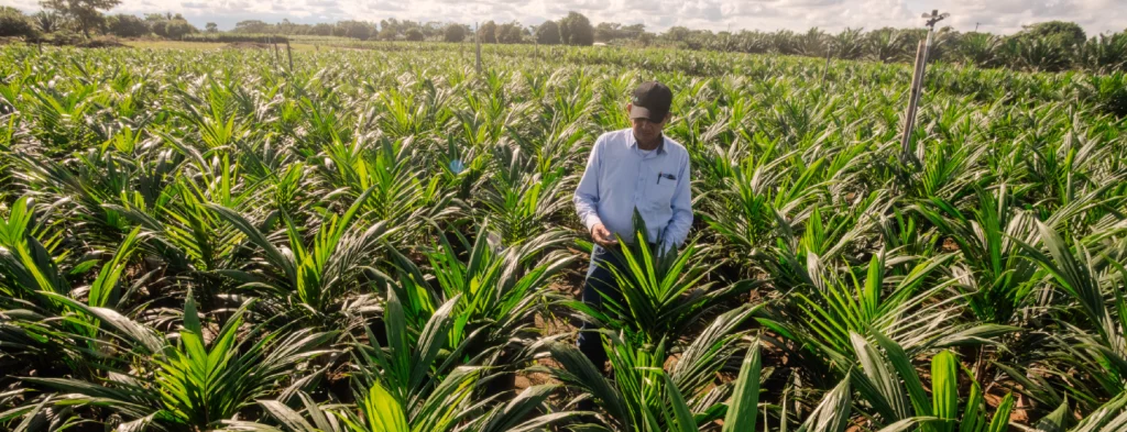 Atentos a las predicciones fenómeno El Niño para marzo 2025