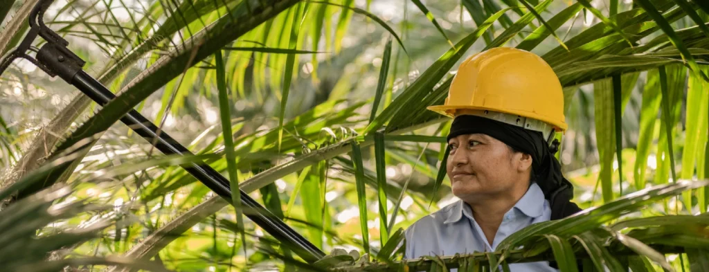 Fedepalma renueva su campaña para llevar el aceite de palma colombiano a más hogares