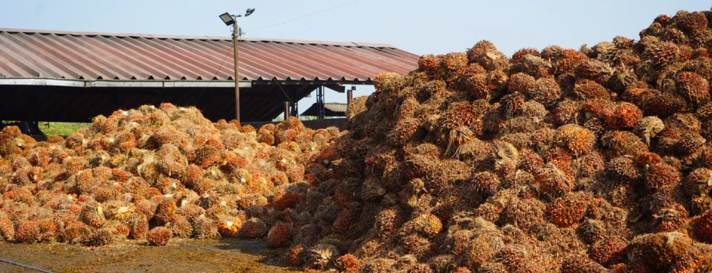 En el primer bimestre de 2025, la producción de aceite de palma creció un 4,8 % respecto al año anterior