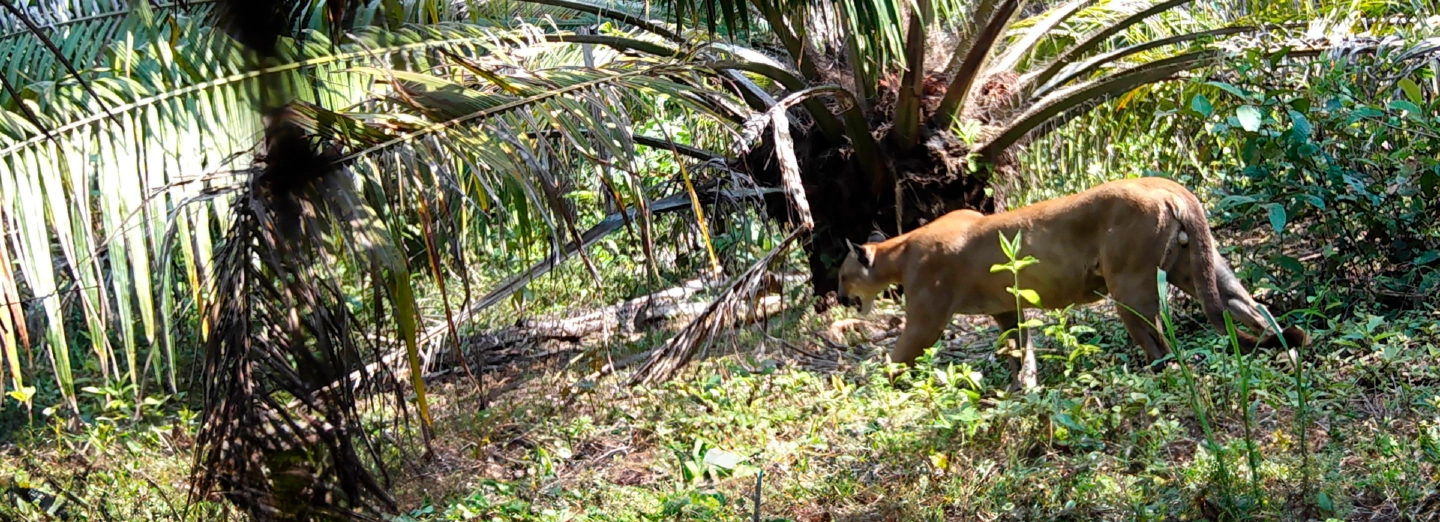 El banco de hábitat de la finca Macondo de Poligrow, es destacado como modelo de preservación ambiental por el Instituto Alexander von Humboldt