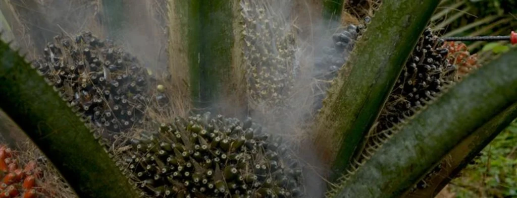 Polinización sólida: estrategias para una producción eficiente