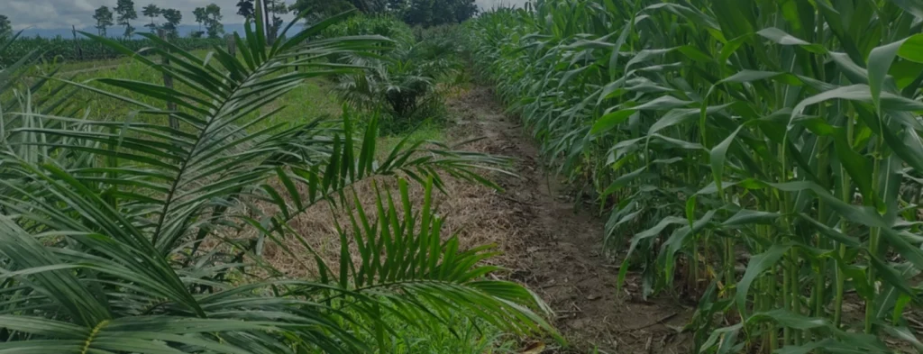 Los cultivos intercalados con palma de aceite pueden ser una apuesta por la sostenibilidad del sector
