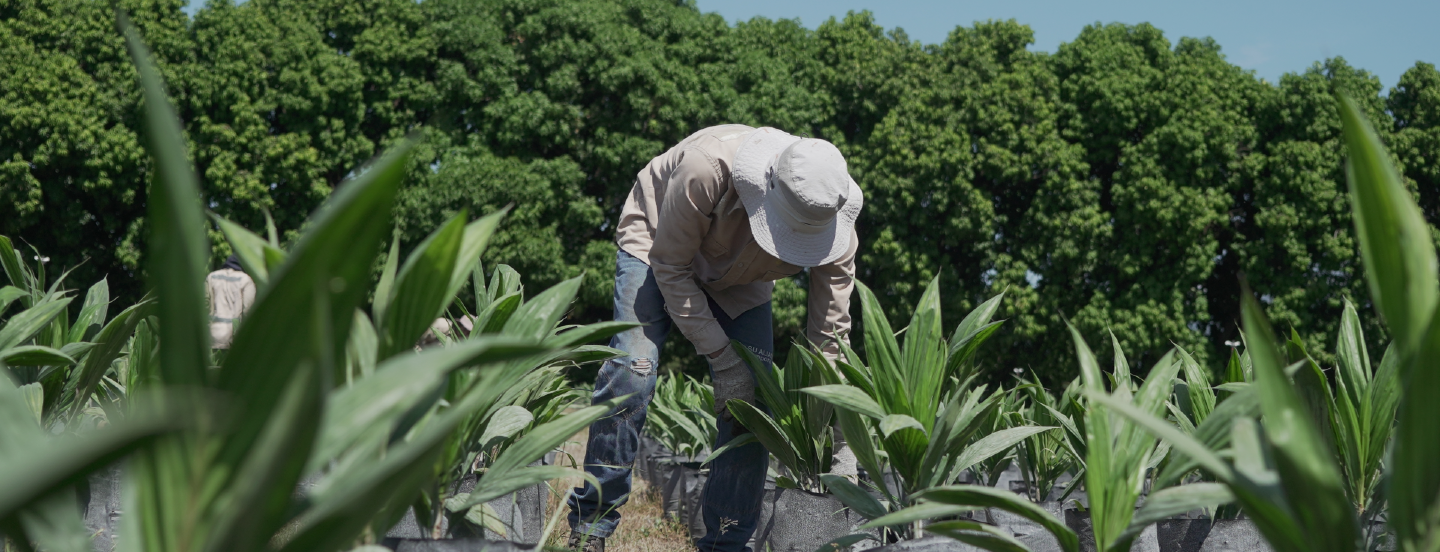 Atentos a las predicciones del fenómeno ENOS – El Niño Oscilación del Sur para mayo de 2025