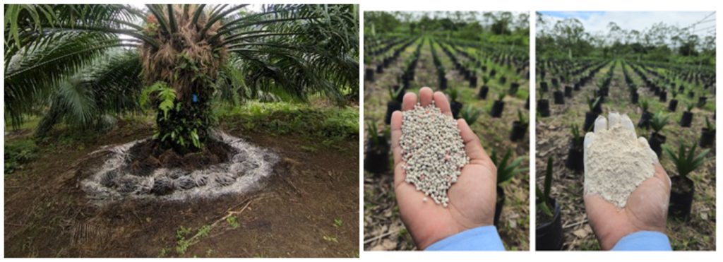 El magnesio: nutriente clave en el potencial de aceite en los racimos de fruta fresca