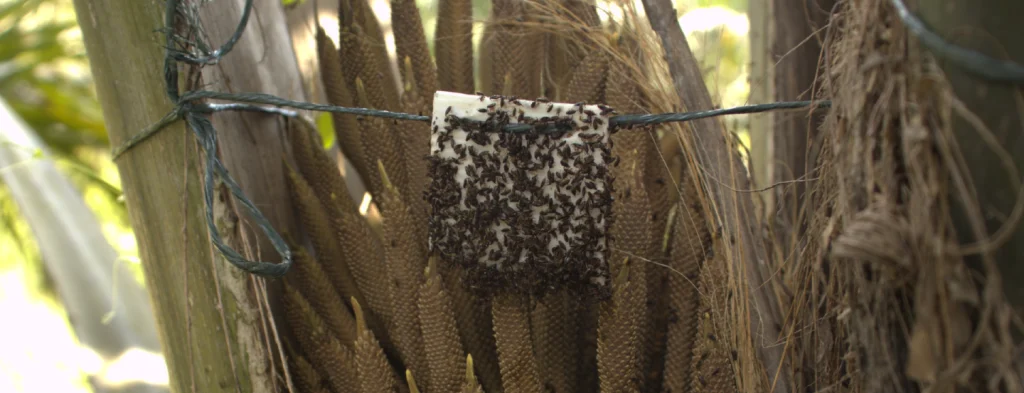 Reconocimiento de los principales insectos polinizadores en el cultivo de palma de aceite en Colombia