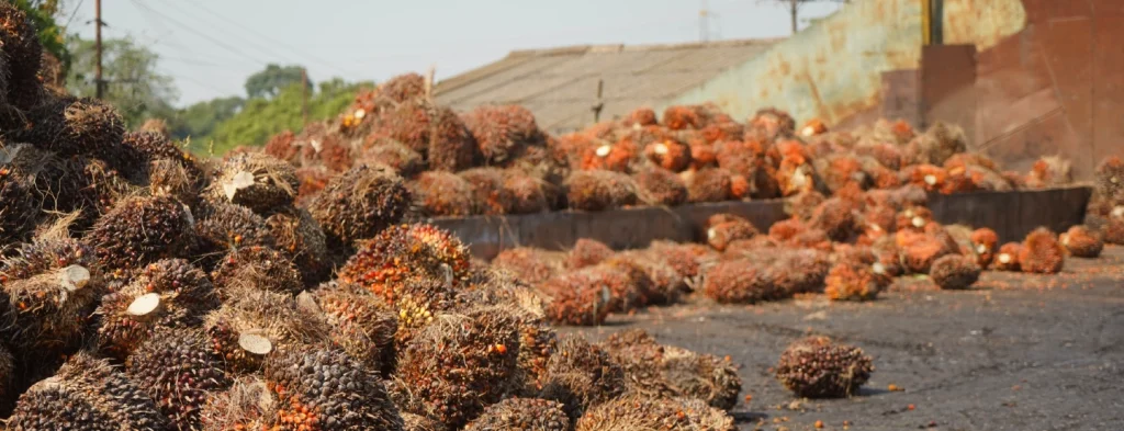 La producción de aceite de palma alcanza 724.000 toneladas y crece 8,2 % en los primeros 4 meses del año